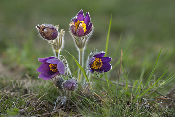 Gemeine Kuhschelle (Pulsatilla vulgaris)