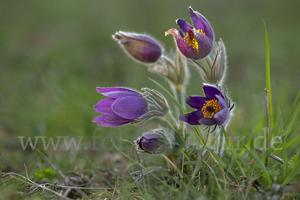 Gemeine Kuhschelle (Pulsatilla vulgaris)