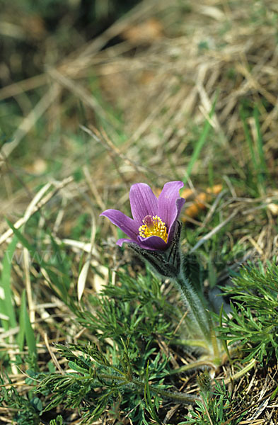 Gemeine Kuhschelle (Pulsatilla vulgaris)