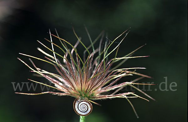 Gemeine Kuhschelle (Pulsatilla vulgaris)