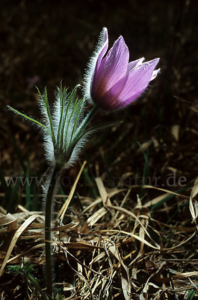 Gemeine Kuhschelle (Pulsatilla vulgaris)