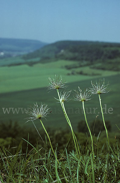 Gemeine Kuhschelle (Pulsatilla vulgaris)