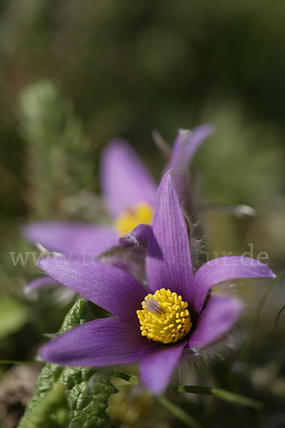 Gemeine Kuhschelle (Pulsatilla vulgaris)