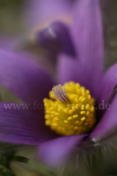 Gemeine Kuhschelle (Pulsatilla vulgaris)