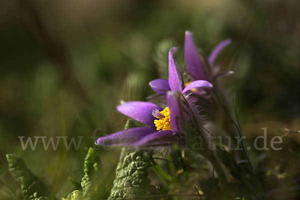 Gemeine Kuhschelle (Pulsatilla vulgaris)