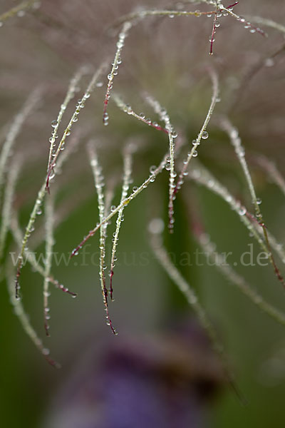 Gemeine Kuhschelle (Pulsatilla vulgaris)