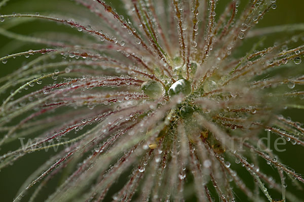 Gemeine Kuhschelle (Pulsatilla vulgaris)