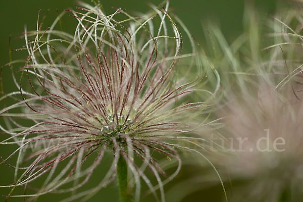 Gemeine Kuhschelle (Pulsatilla vulgaris)