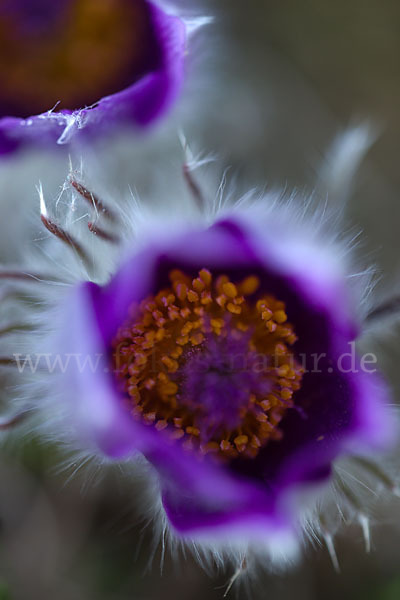 Gemeine Kuhschelle (Pulsatilla vulgaris)