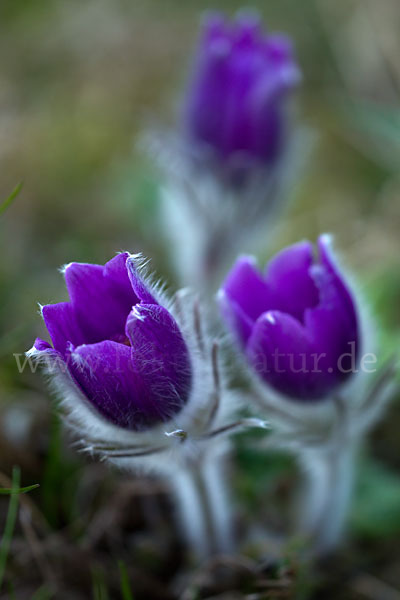 Gemeine Kuhschelle (Pulsatilla vulgaris)