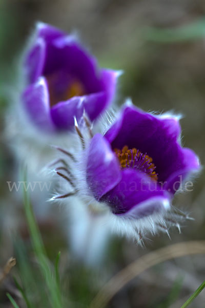 Gemeine Kuhschelle (Pulsatilla vulgaris)