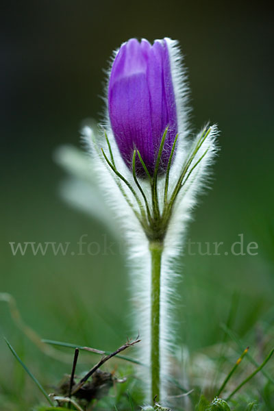 Gemeine Kuhschelle (Pulsatilla vulgaris)