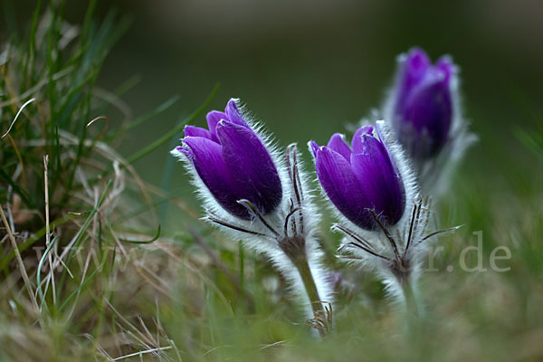 Gemeine Kuhschelle (Pulsatilla vulgaris)