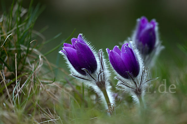 Gemeine Kuhschelle (Pulsatilla vulgaris)