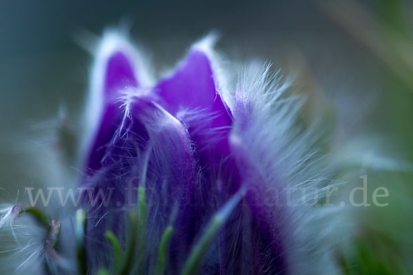 Gemeine Kuhschelle (Pulsatilla vulgaris)