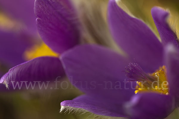 Gemeine Kuhschelle (Pulsatilla vulgaris)