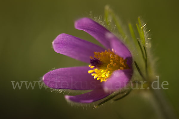 Gemeine Kuhschelle (Pulsatilla vulgaris)