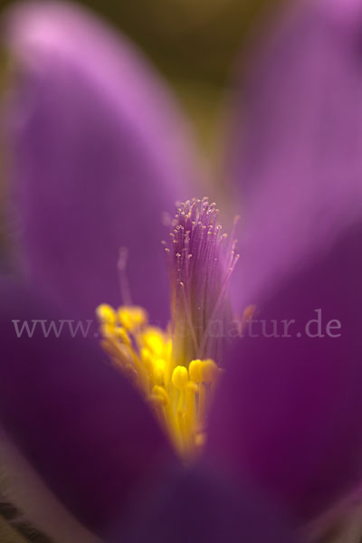 Gemeine Kuhschelle (Pulsatilla vulgaris)