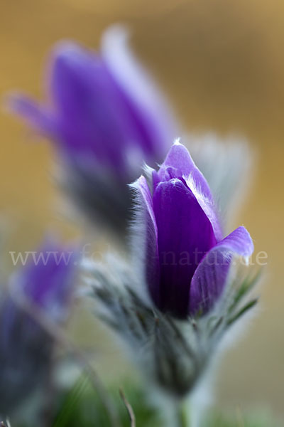 Gemeine Kuhschelle (Pulsatilla vulgaris)