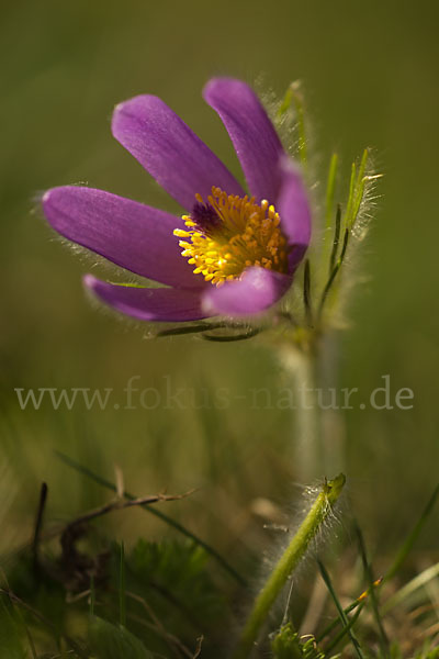 Gemeine Kuhschelle (Pulsatilla vulgaris)