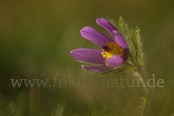 Gemeine Kuhschelle (Pulsatilla vulgaris)