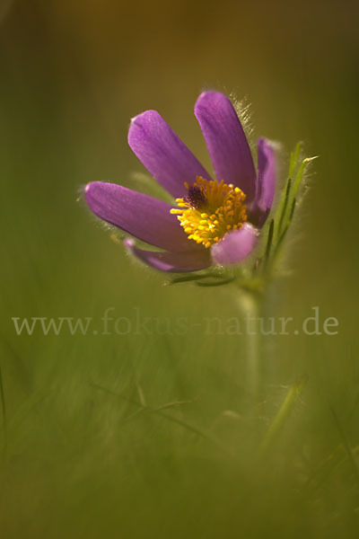 Gemeine Kuhschelle (Pulsatilla vulgaris)