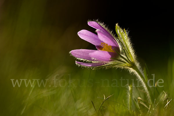 Gemeine Kuhschelle (Pulsatilla vulgaris)