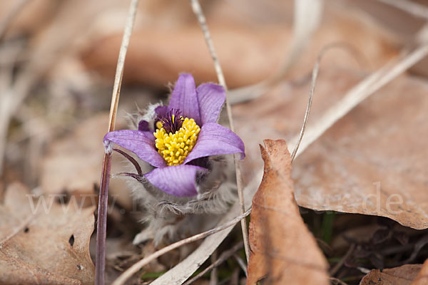 Gemeine Kuhschelle (Pulsatilla vulgaris)