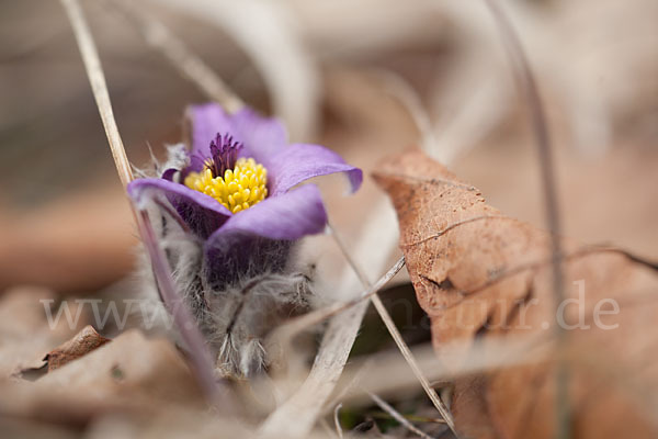 Gemeine Kuhschelle (Pulsatilla vulgaris)