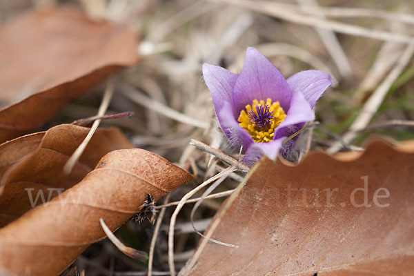 Gemeine Kuhschelle (Pulsatilla vulgaris)