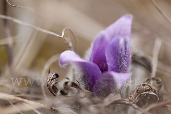 Gemeine Kuhschelle (Pulsatilla vulgaris)