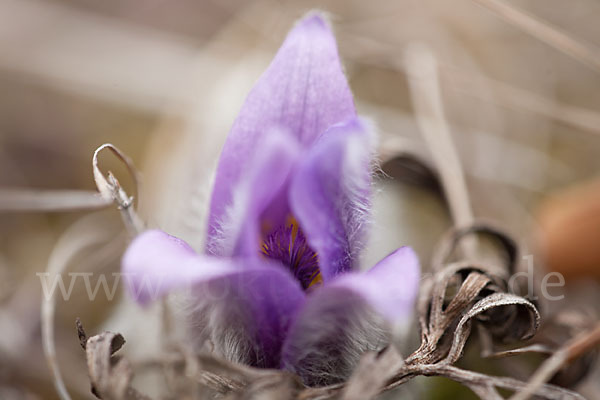 Gemeine Kuhschelle (Pulsatilla vulgaris)