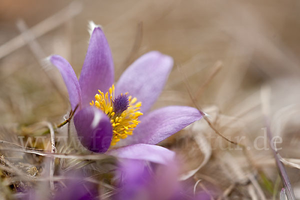 Gemeine Kuhschelle (Pulsatilla vulgaris)