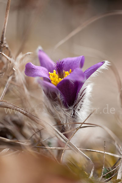 Gemeine Kuhschelle (Pulsatilla vulgaris)