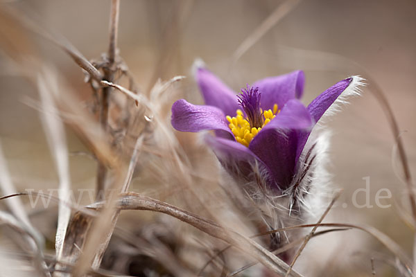 Gemeine Kuhschelle (Pulsatilla vulgaris)