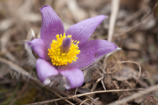 Gemeine Kuhschelle (Pulsatilla vulgaris)