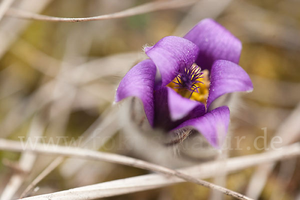 Gemeine Kuhschelle (Pulsatilla vulgaris)