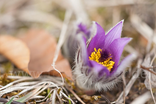 Gemeine Kuhschelle (Pulsatilla vulgaris)