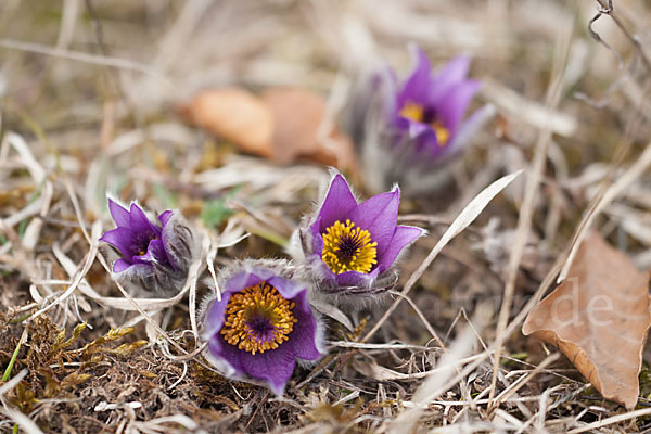 Gemeine Kuhschelle (Pulsatilla vulgaris)