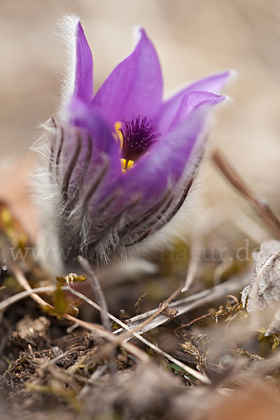 Gemeine Kuhschelle (Pulsatilla vulgaris)