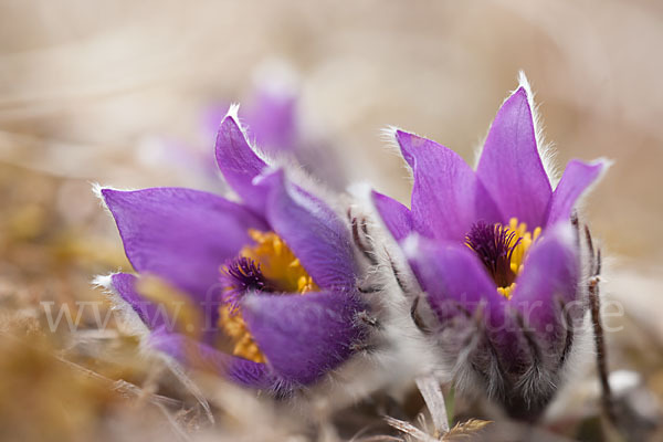 Gemeine Kuhschelle (Pulsatilla vulgaris)