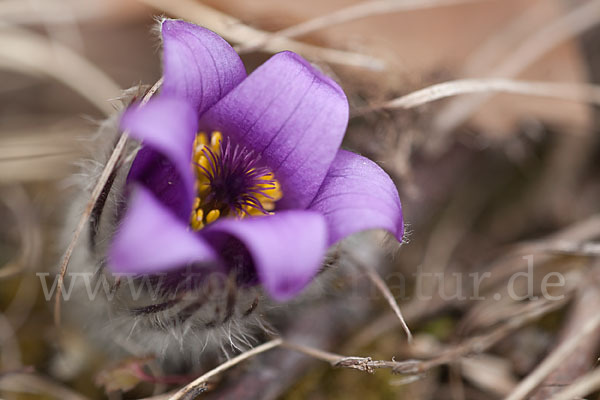 Gemeine Kuhschelle (Pulsatilla vulgaris)