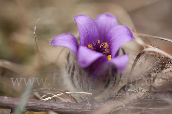 Gemeine Kuhschelle (Pulsatilla vulgaris)