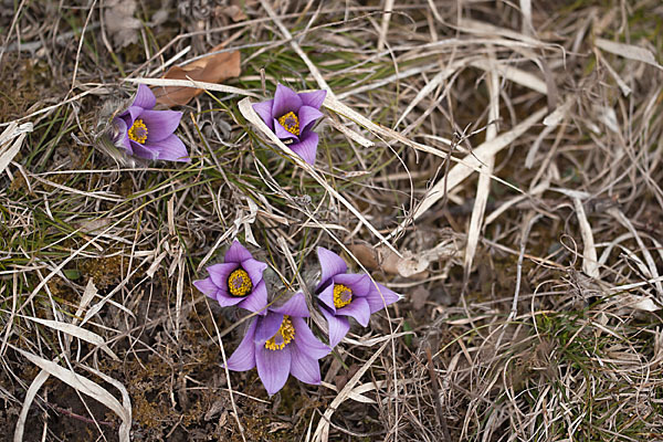 Gemeine Kuhschelle (Pulsatilla vulgaris)