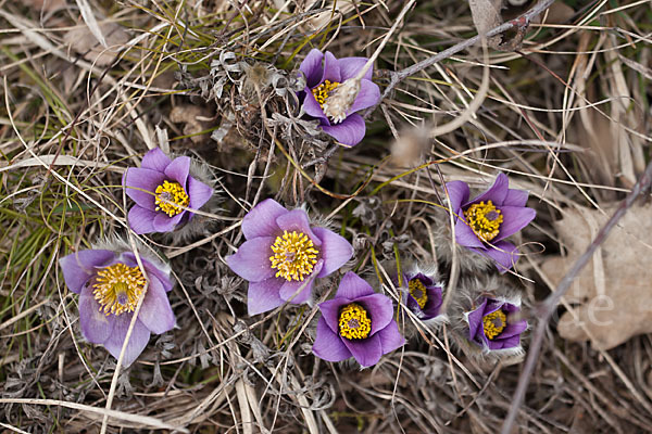 Gemeine Kuhschelle (Pulsatilla vulgaris)