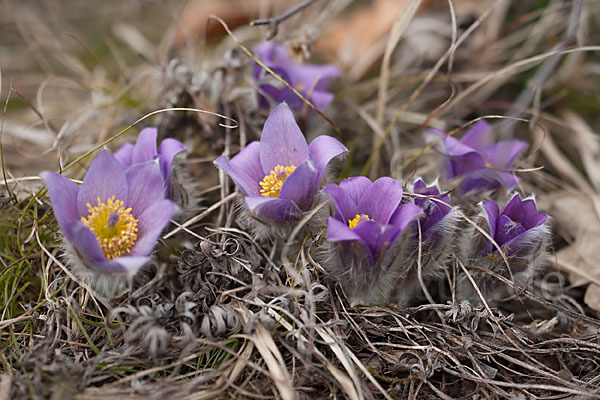 Gemeine Kuhschelle (Pulsatilla vulgaris)