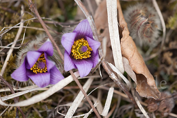 Gemeine Kuhschelle (Pulsatilla vulgaris)