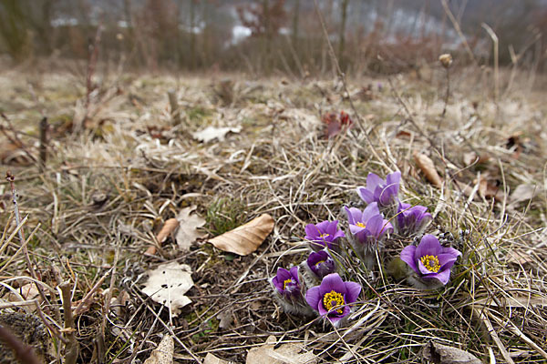 Gemeine Kuhschelle (Pulsatilla vulgaris)