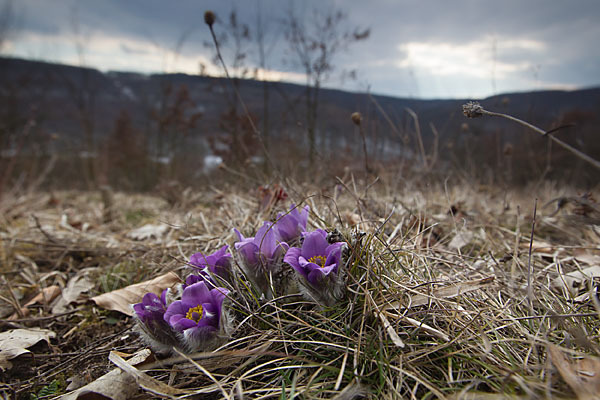 Gemeine Kuhschelle (Pulsatilla vulgaris)