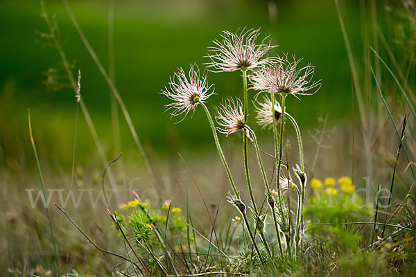 Gemeine Kuhschelle (Pulsatilla vulgaris)